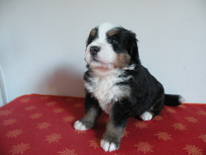Les chiots de Diamond et Astuce