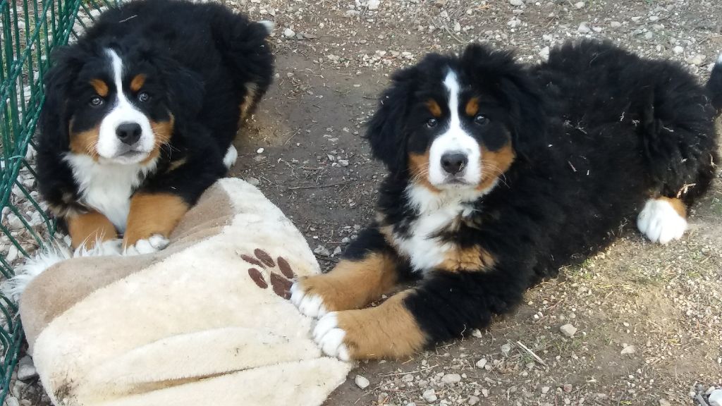 du Haras des Cybèles du Luberon - Bouvier Bernois - Portée née le 05/12/2017